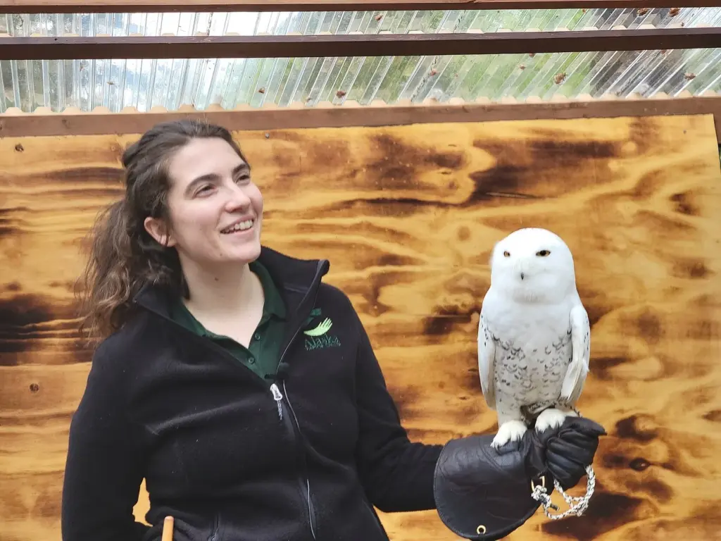 Handler holding a snowy owl on a gloved hand at the Alaska Raptor Center