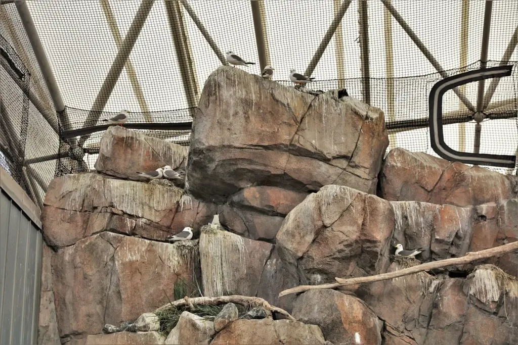 Kittiwakes and other seabirds perched on artificial rock ledges inside a netted aviary
