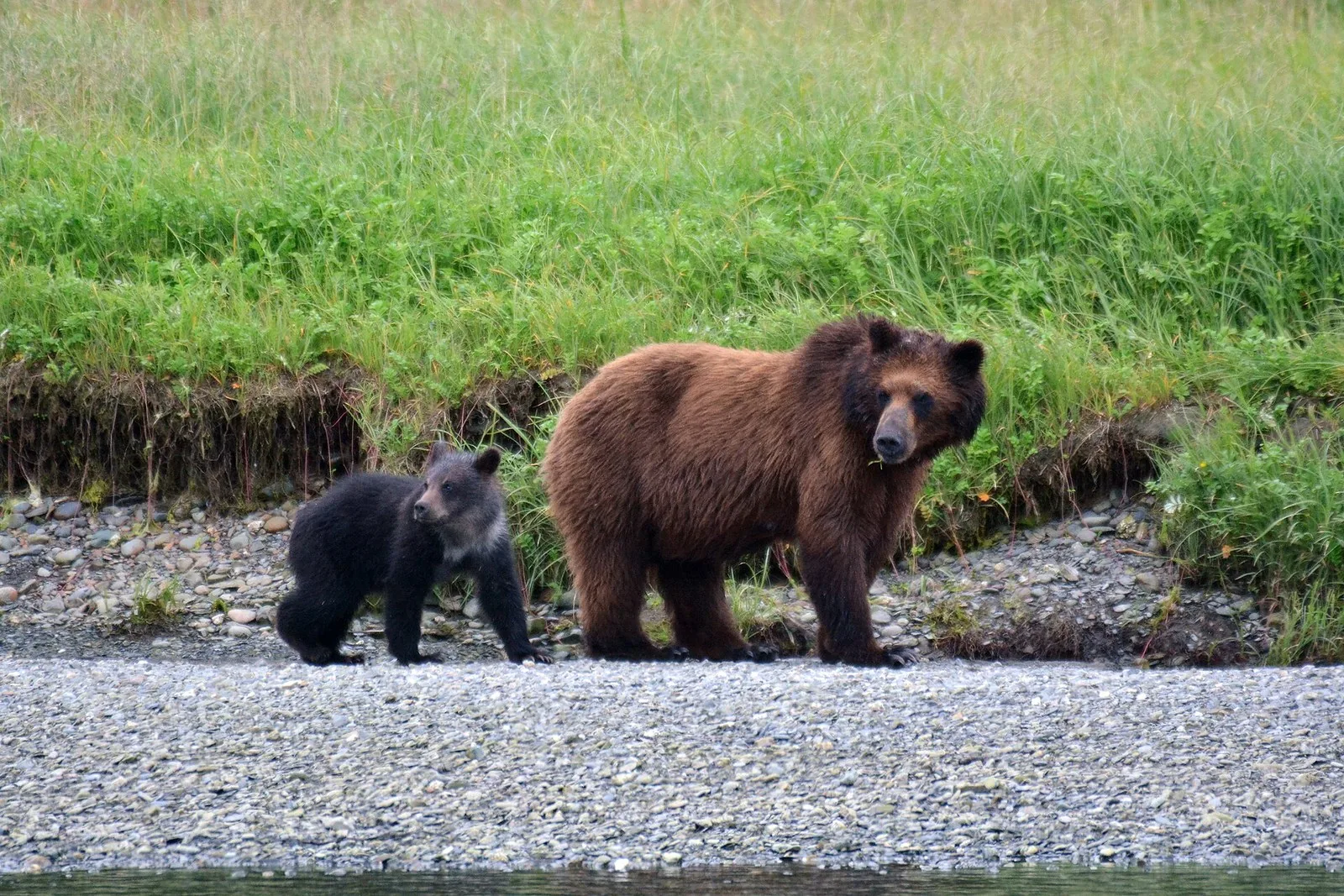 A brown bear sow and her dark cub walking along the gravel bank of Pack Creek on Admiralty Island