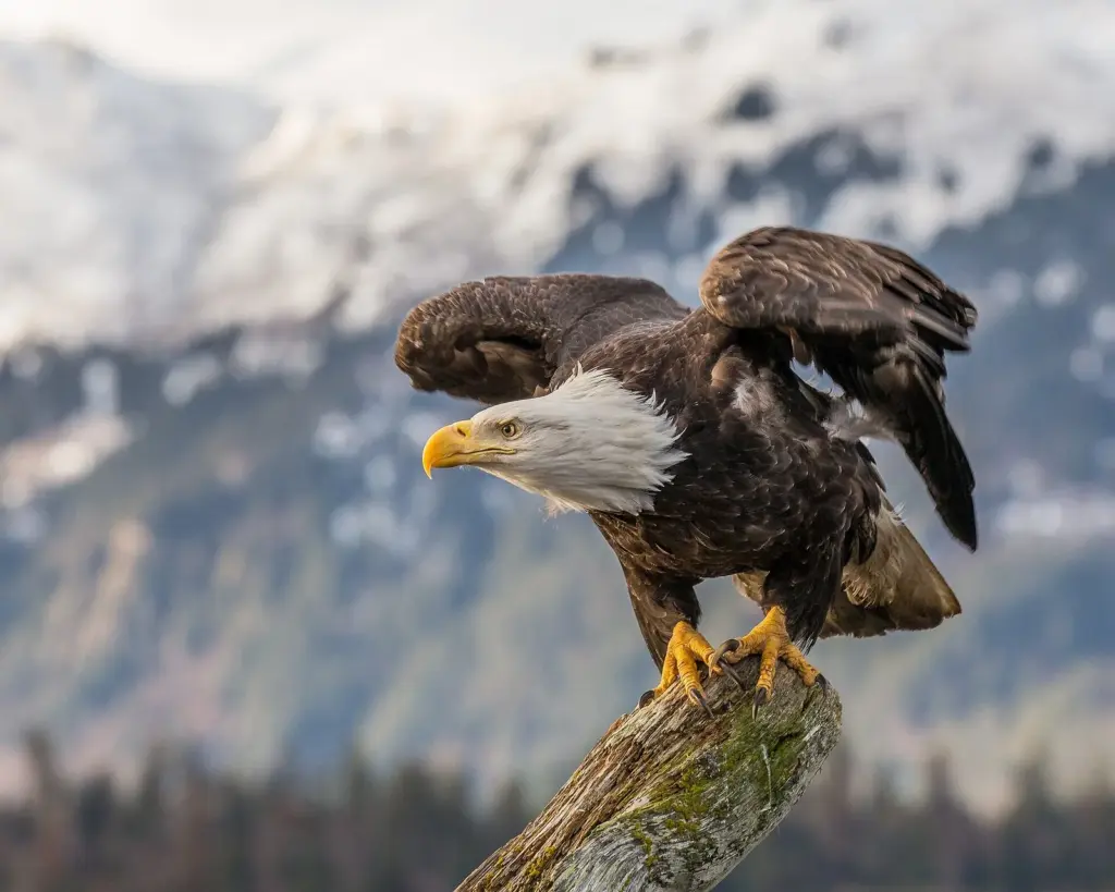 A bald eagle perched on a weathered snag with wings half open against snowy mountains