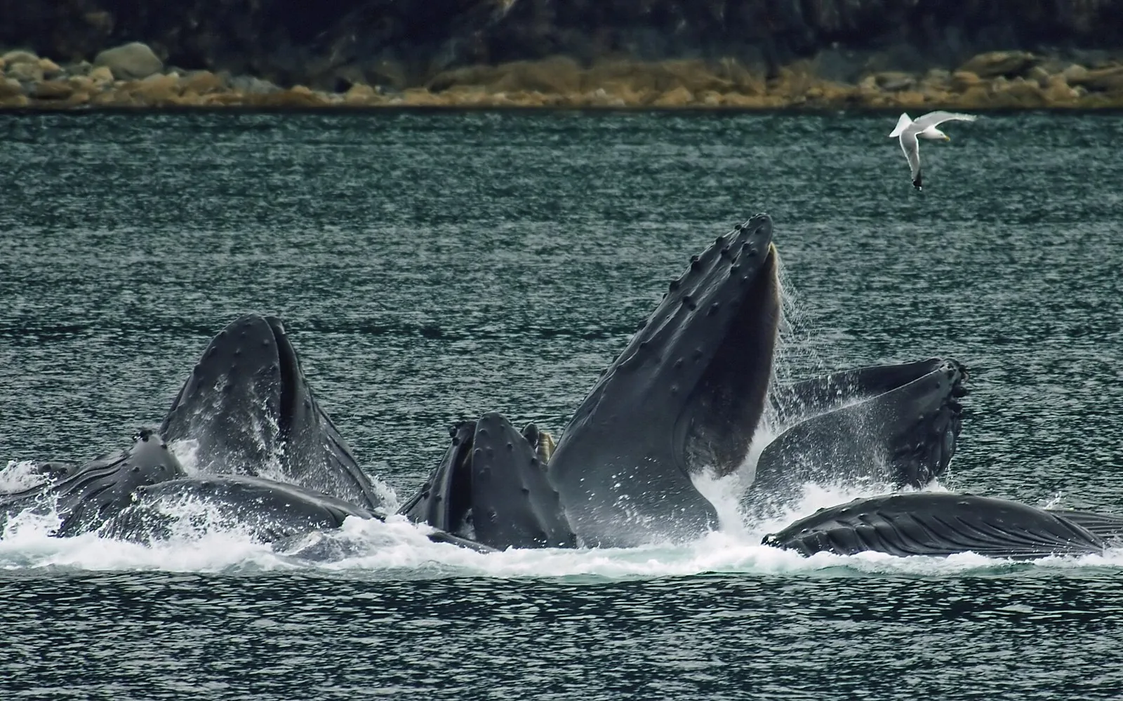 Humpback whales surfacing open-mouthed while bubble-net feeding in Lynn Canal north of Juneau, the kind of sighting that shapes the best time to cruise Alaska
