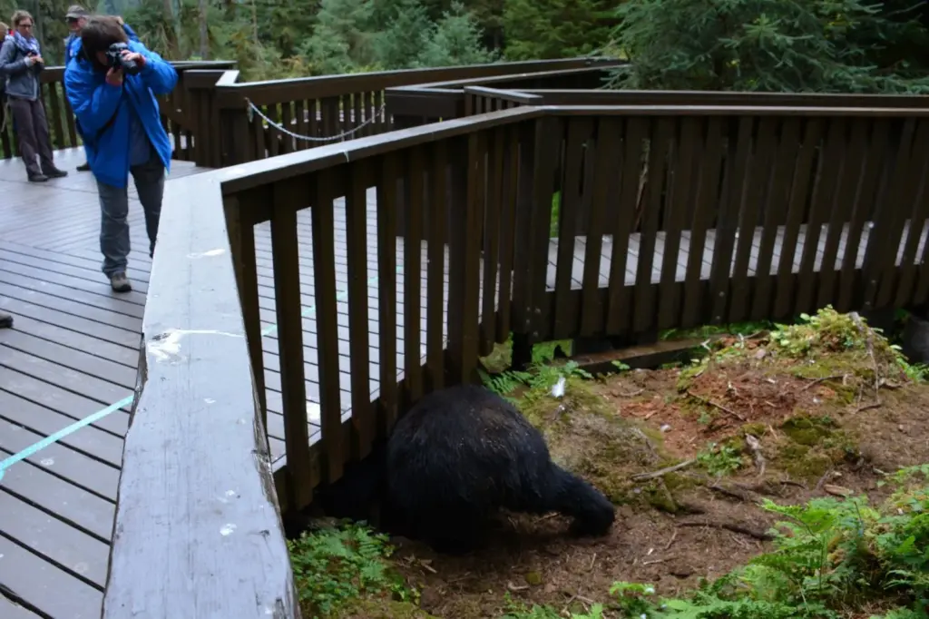 A black bear squeezing under the wooden viewing deck at Anan Wildlife Observatory while a visitor photographs it from above
