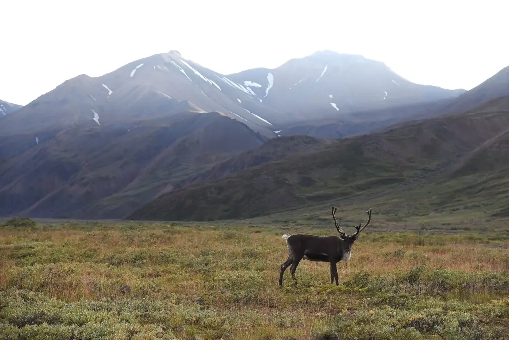 A bull caribou standing on autumn-colored tundra below the mountains of Denali National Park
