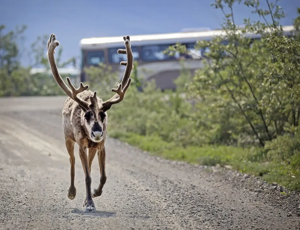 A caribou with velvet antlers trotting along the gravel Denali Park Road ahead of a tour bus