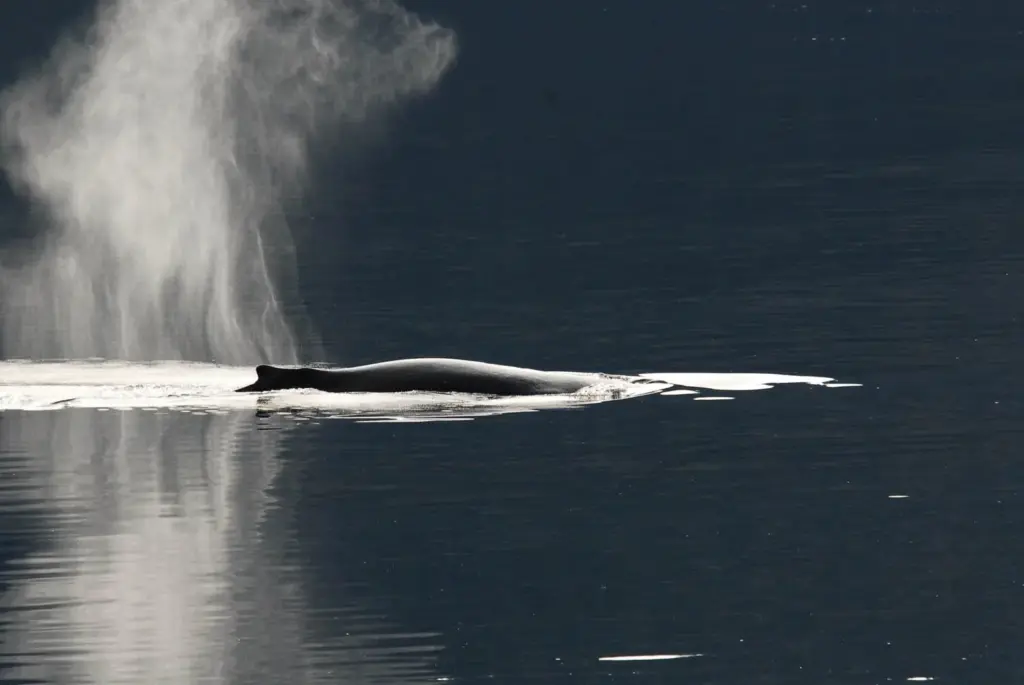 Humpback whale surfacing with a tall spout of breath in calm dark water