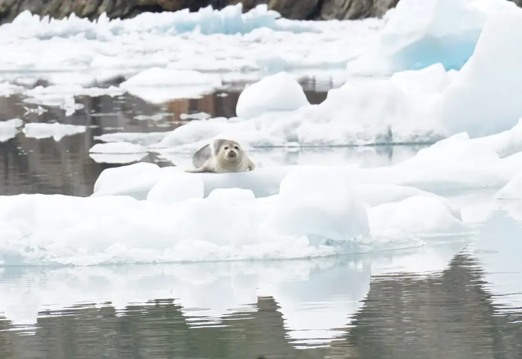 A pregnant harbor seal resting on a slab of white glacial ice among smaller floating ice pieces