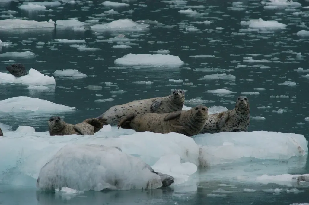 Several spotted harbor seals hauled out on a slab of floating ice among smaller icebergs