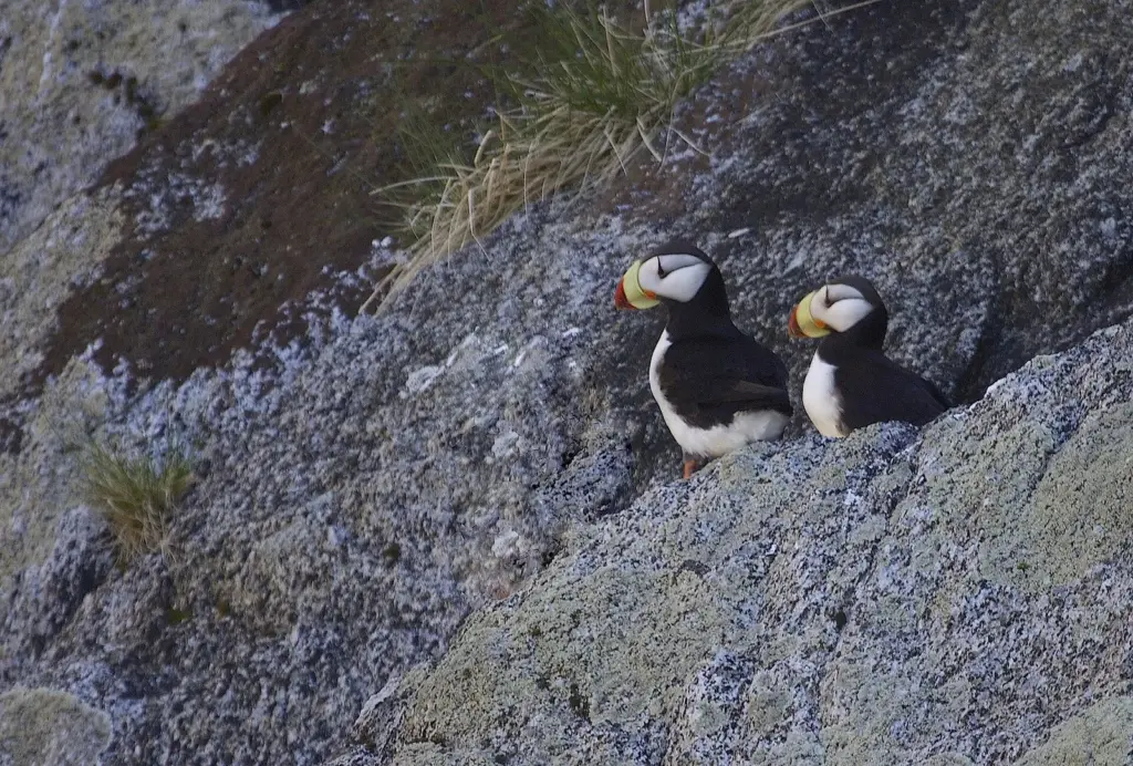 Two horned puffins with bright orange-and-yellow bills standing on a lichen-covered rock ledge