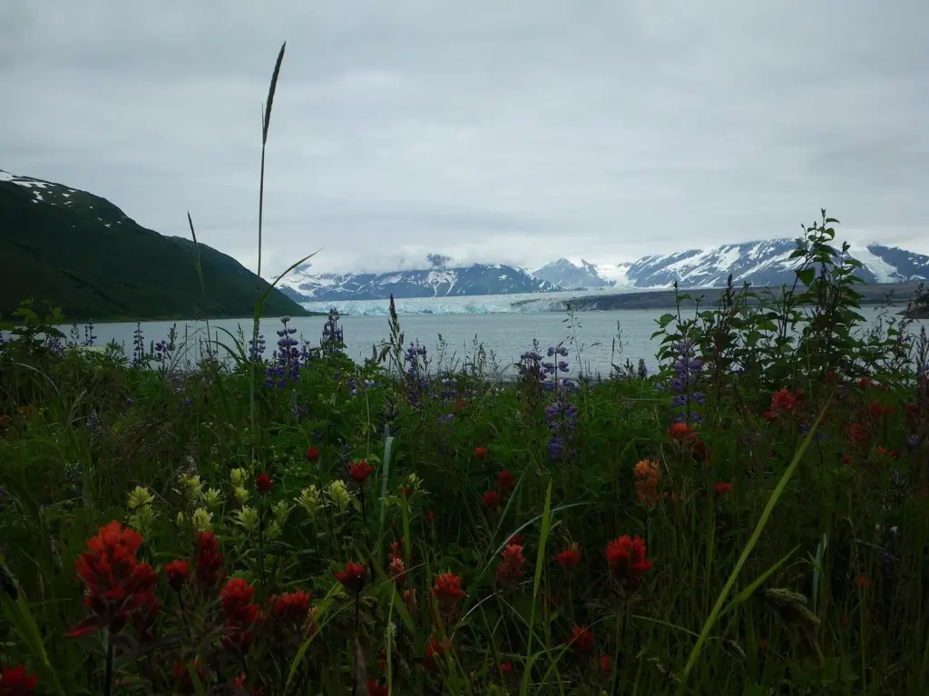 Red paintbrush and purple lupine flowers in the foreground with a wide glacier and snowy mountains across the water
