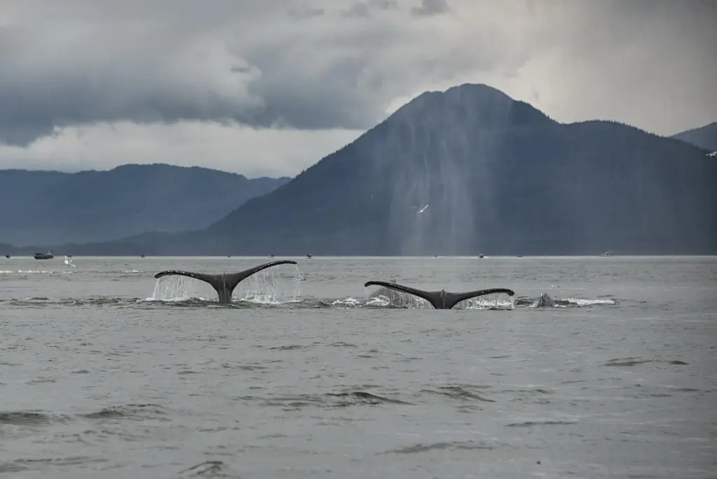 Two humpback whale tails rising from gray water in front of a forested mountain in Southeast Alaska
