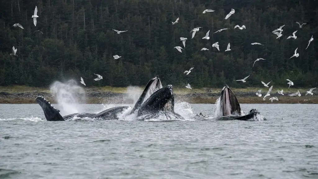 Humpback whales lunging open-mouthed through the surface while bubble-net feeding, with gulls circling above
