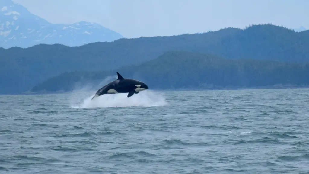 An orca leaping clear of gray water in front of forested hills and distant snowy mountains