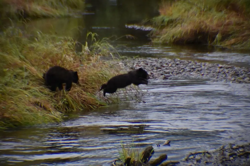 Two black bear cubs leaping through the shallow water of a salmon stream beside grassy banks